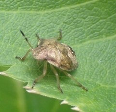 Dolycoris baccarum