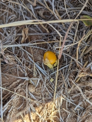 Physalis mollis
