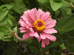 Zinnia elegans