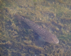 Neogobius melanostomus