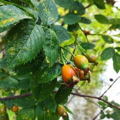 Rosa canina