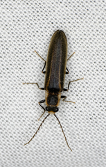 Denticollis denticornis
