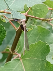 Platycnemis pennipes