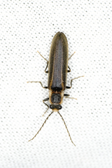 Denticollis denticornis