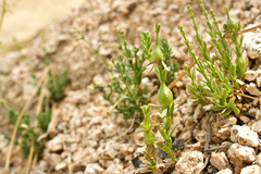 Galium jepsonii