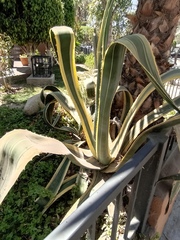 Agave