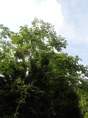 Diospyros japonica
