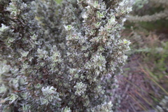 Amphithalea fourcadei