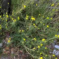 Diplotaxis tenuifolia