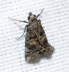 Cacotherapia flexilinealis