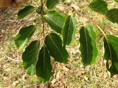 Diospyros japonica