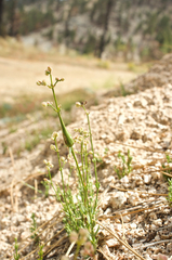 Galium jepsonii