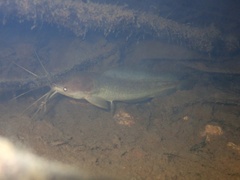 Clarias fuscus