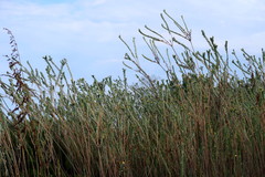Schistostephium umbellatum