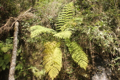Cyathea costaricensis
