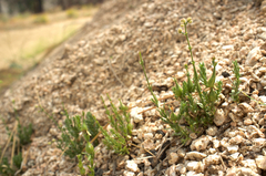 Galium jepsonii
