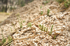 Galium jepsonii