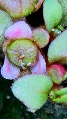 Elatine brachysperma