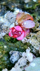 Elatine brachysperma