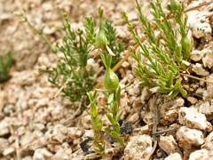 Galium jepsonii