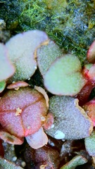 Elatine brachysperma