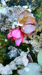 Elatine brachysperma