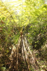 Cyathea costaricensis