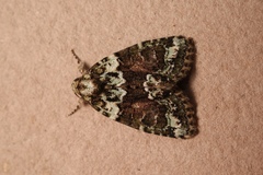 Cryphia pallida