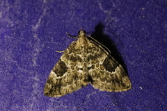 Thera variata