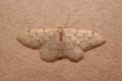 Idaea alyssumata
