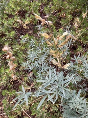 Lupinus angustiflorus