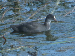 Fulica atra