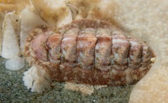 Boreochiton ruber