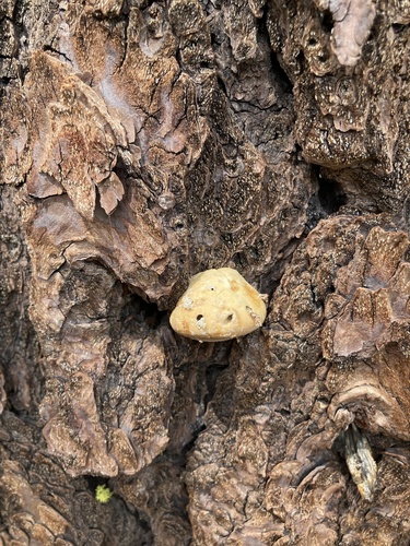 iNaturalist observation photo of Veiled Polypore