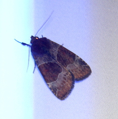 Hampsonodes mastoides