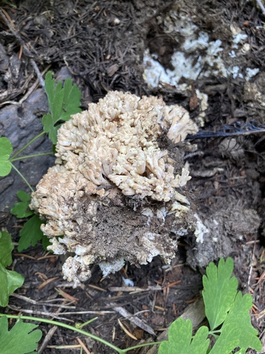 iNaturalist observation photo of Coral Fungi