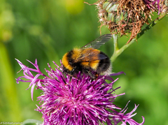 Bombus sporadicus