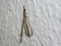 Austroleon immitis