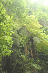 Cyathea costaricensis