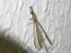 Austroleon immitis