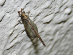 Austroleon immitis