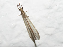 Austroleon immitis