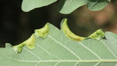 Macrodiplosis pustularis