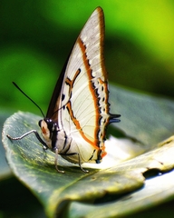 Polyura eudamippus