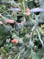 Sonchus oleraceus