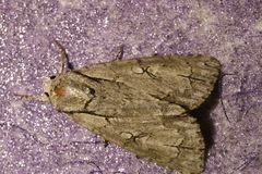 Acronicta tridens
