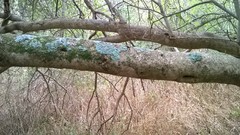 Forestiera acuminata