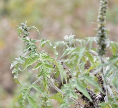 Ambrosia arborescens