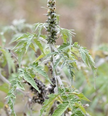 Ambrosia arborescens