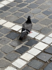 Columba livia domestica